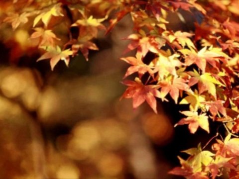 온라인바카라게임 wowow7.com 라이브바카라사이트