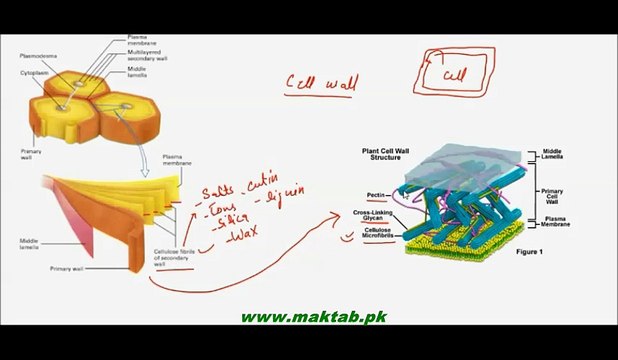 FSc Biology Book1, CH 4, LEC 5, Cell wall