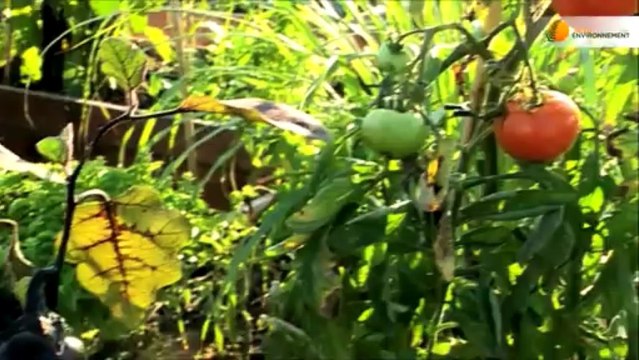 Agriculture sur les toits : une solution innovante pour cultiver en pleine ville