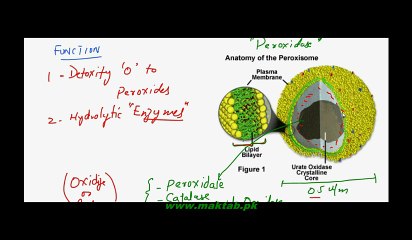 FSc Biology Book1, CH 4, LEC 11, Peroxisomes and Glyoxisomes