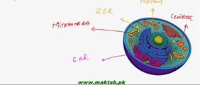 FSc Biology Book1, CH 4, LEC 13, Mitochondria