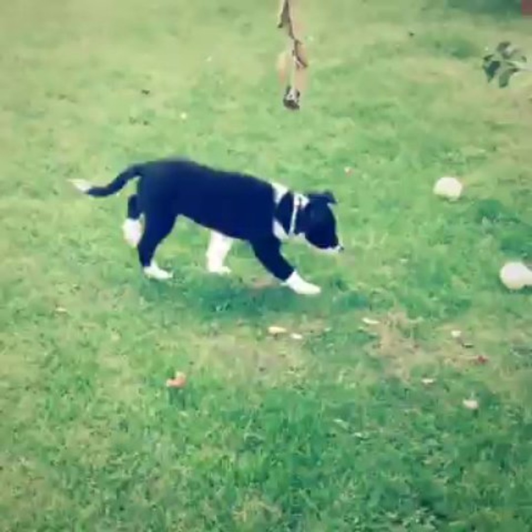 ⁣Loki and Maisy playing in the garden :3 (Loki aged 10 weeks)