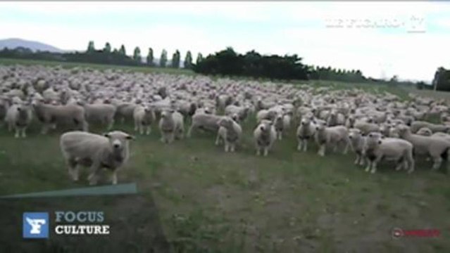 Les moutons qui manifestent font rire le Net