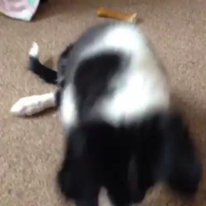 Rollover aged 11 weeks :3