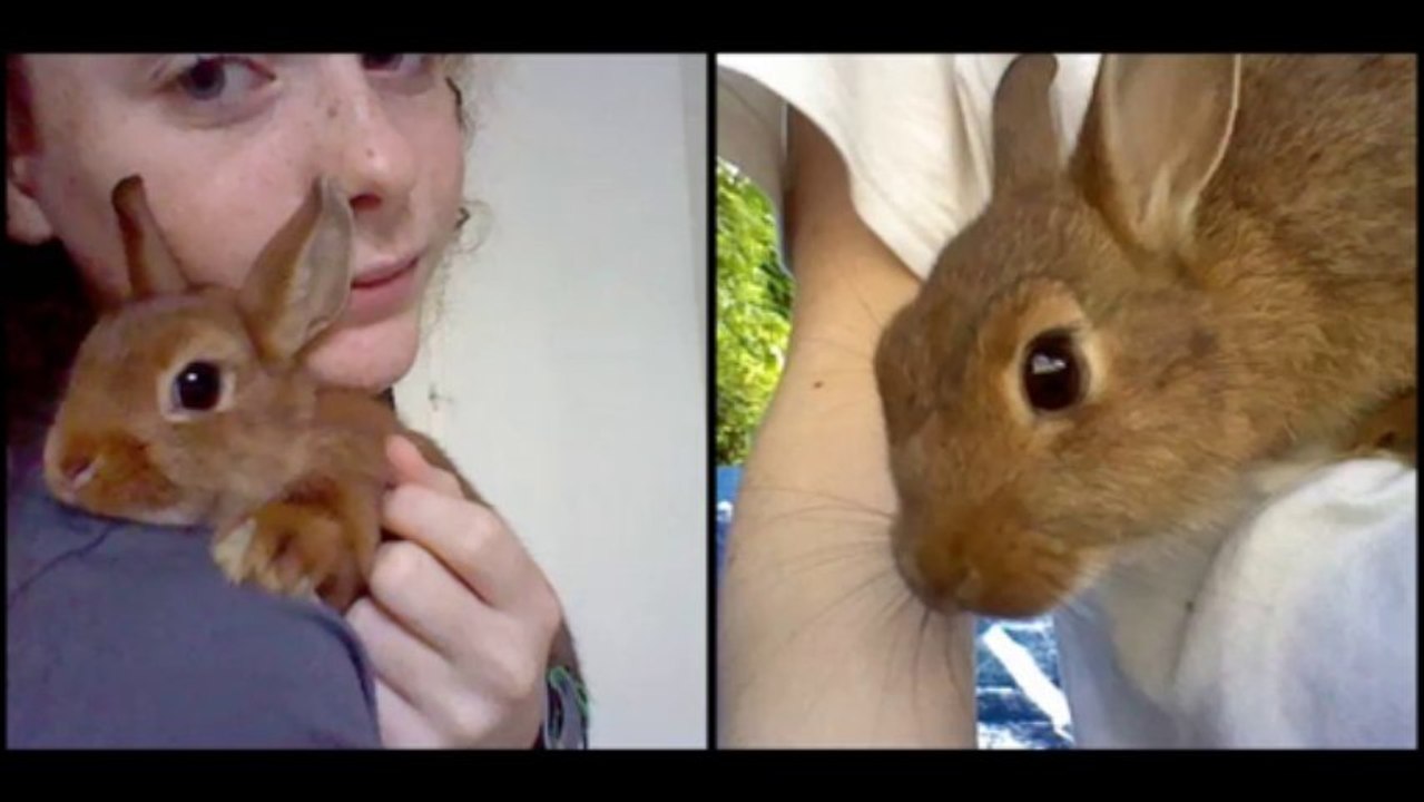 Cohabitation entre 2 males & 2 femelles.