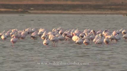 Flamingoes-3
