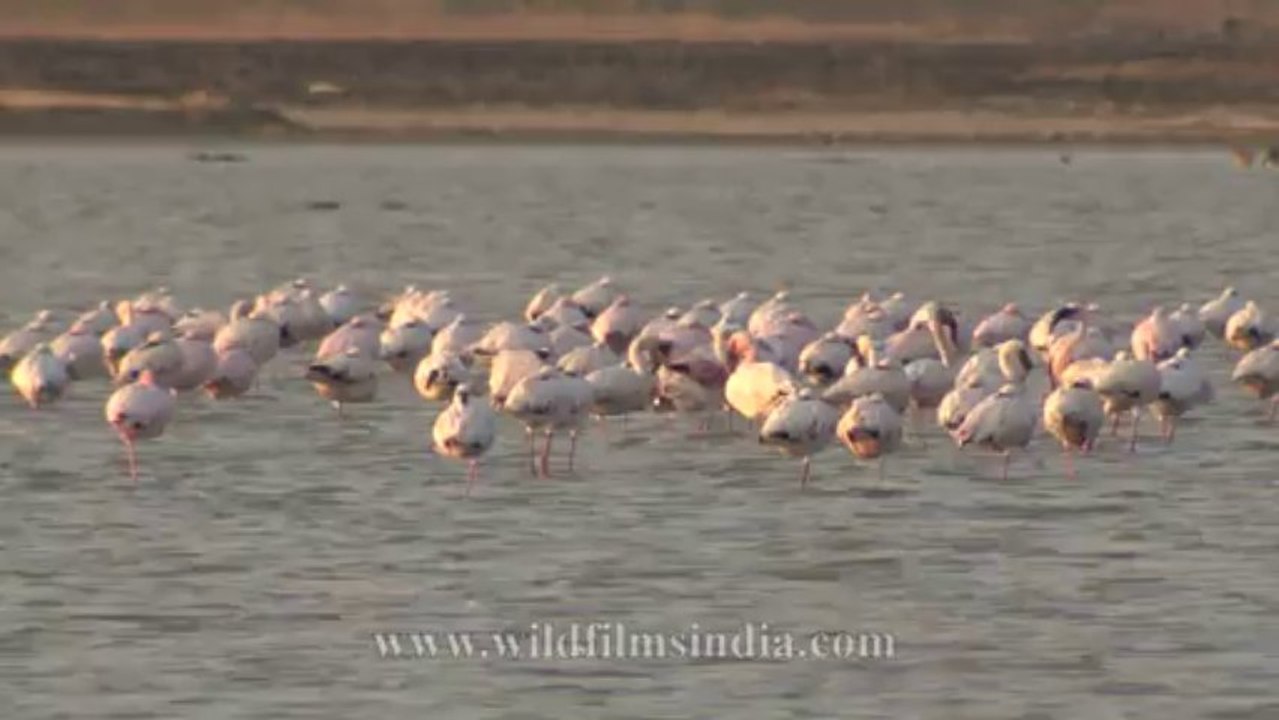 Flamingoes-3