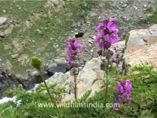 flora wildflowers-2-1