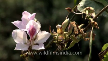 gaumukh trek-hdv-187-7