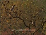 grey hornbill