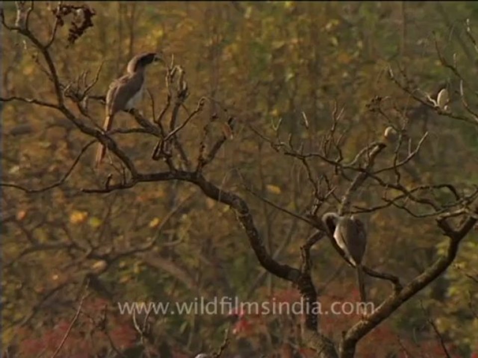 grey hornbill