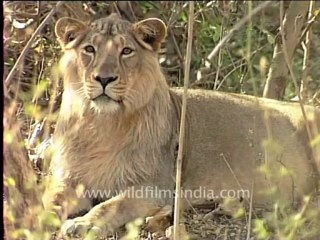 Gujarat-Gir-DVC-4-lion