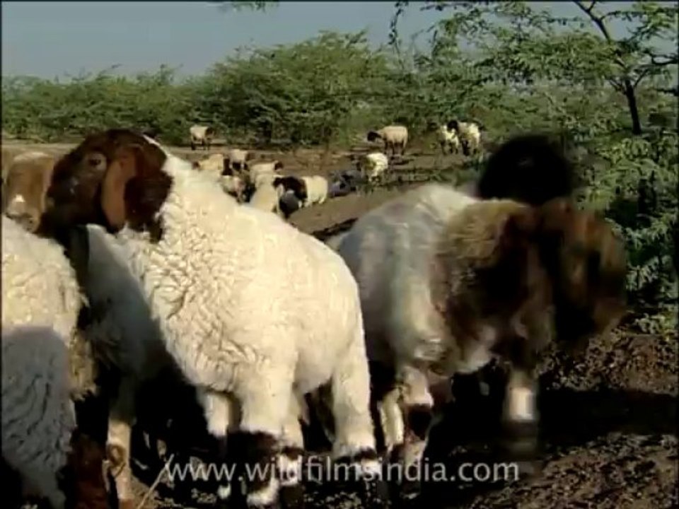 gujarat-gir-DVC-6-10