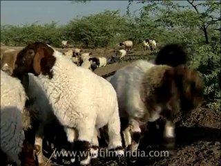 gujarat-gir-DVC-6-10