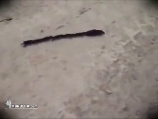 Ratos em fila - EMBRULHA.com