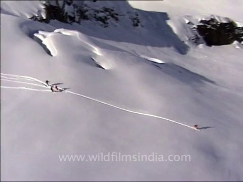 Heli-skiing-Beta SP-3