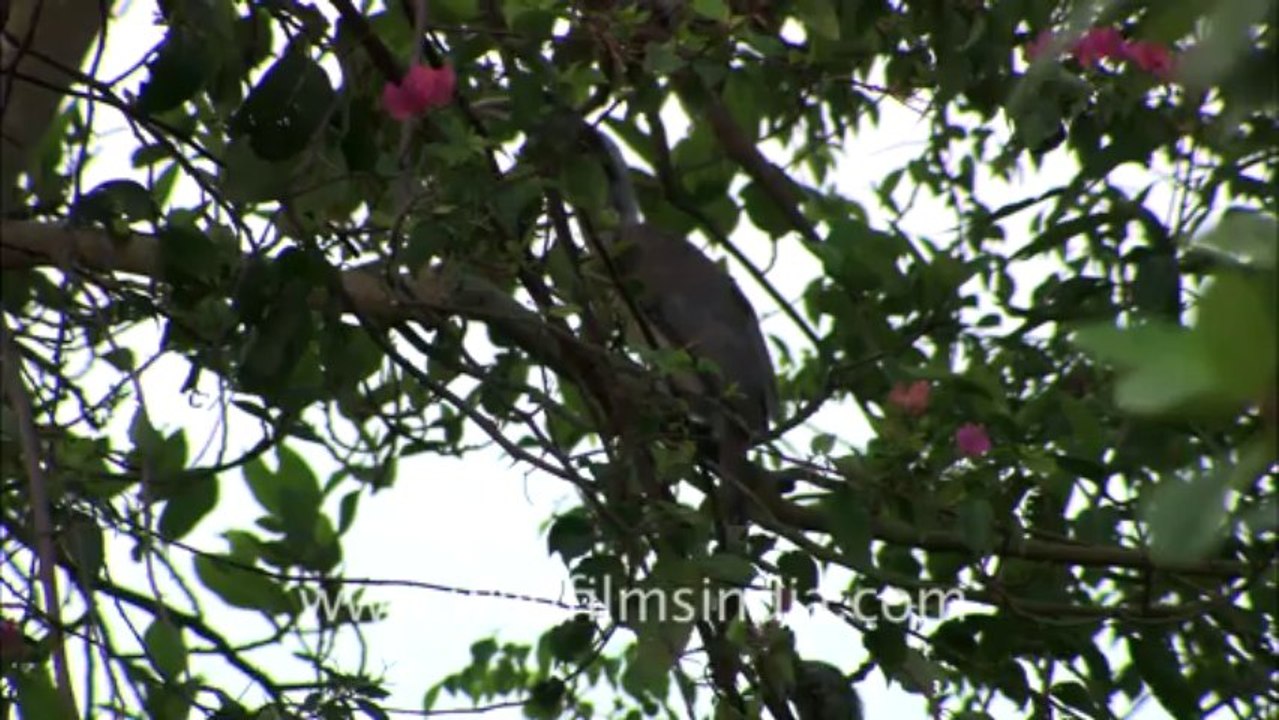 hornbill-HDCAM-13-1