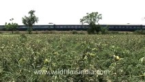 Indian countryside train-1