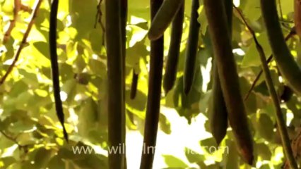 Indonesia-bali-biguin-4