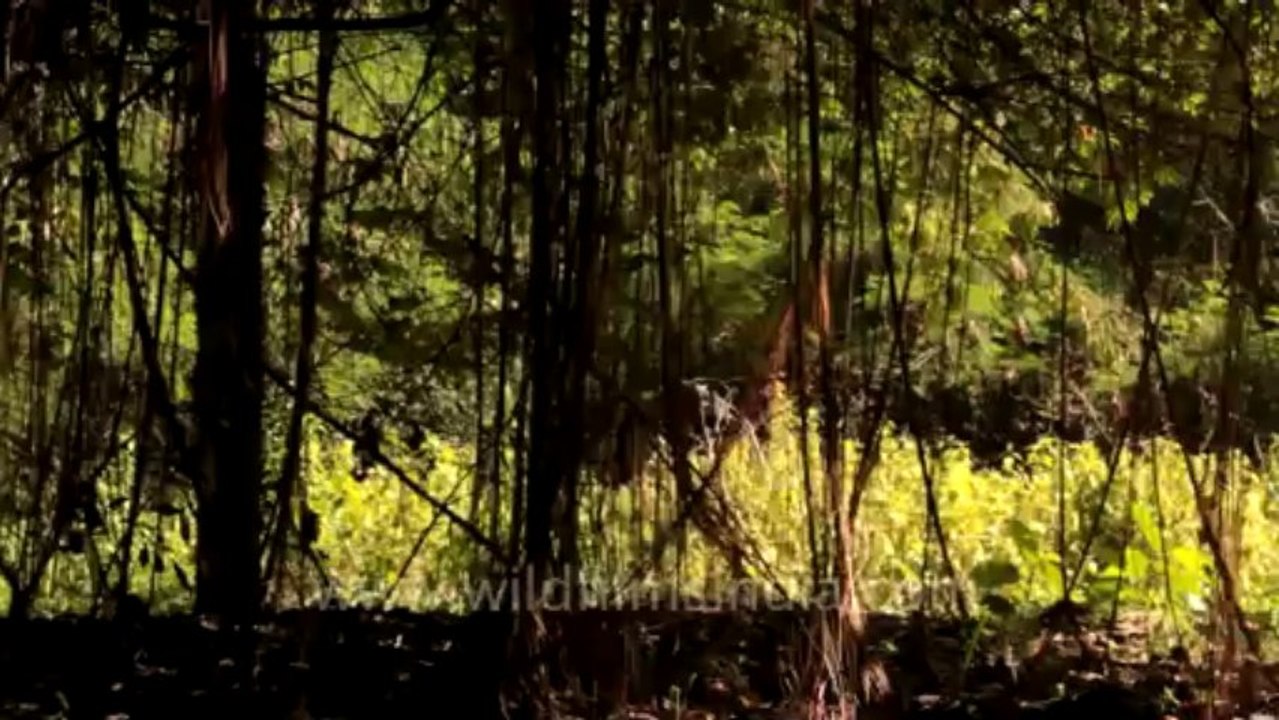 Indonesia-bali-random