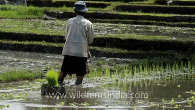 Indonesia-Bali-Rice Field-1