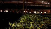 Indonesia-Sumatra-Tea Factory-1
