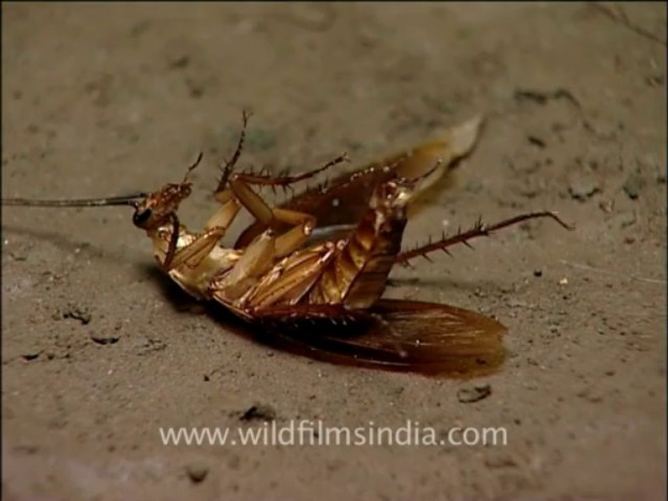 Insects-cockroaches-2