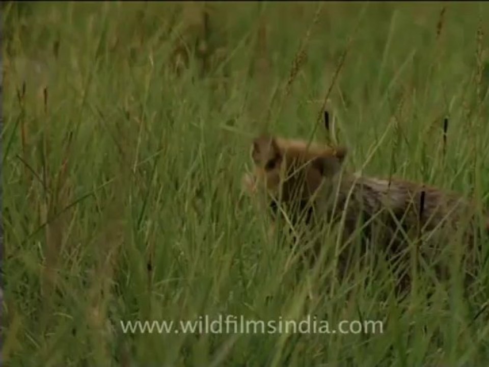 jackals
