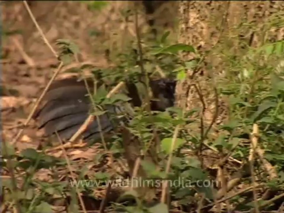 junglefowl-2