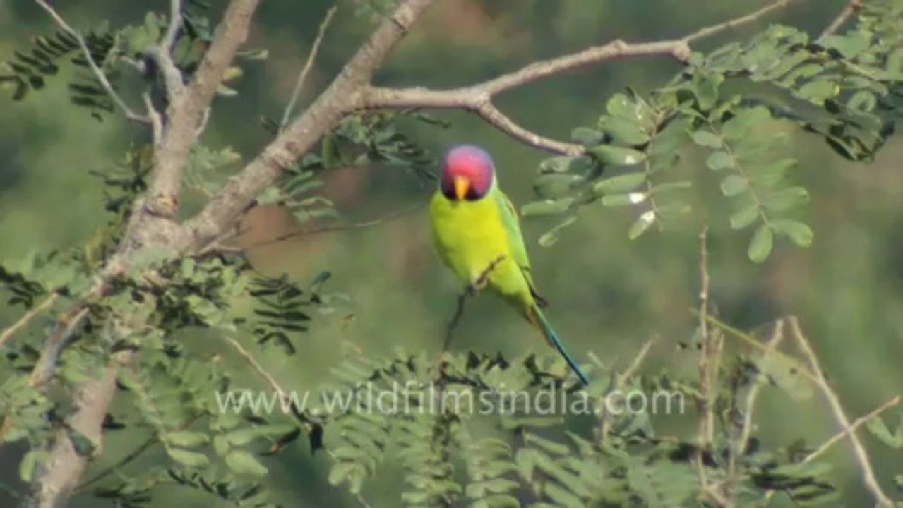Kumbhalgarh-5