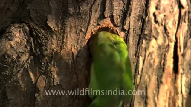 Large Green Barbet-delhi-2
