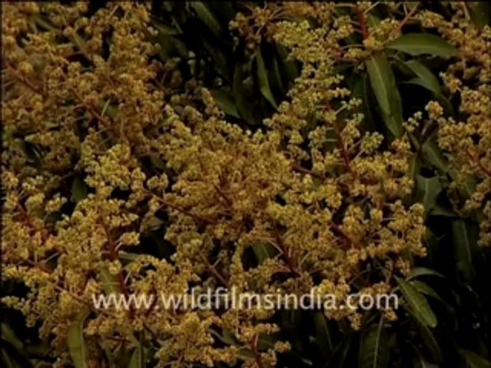 Mango-trees_5