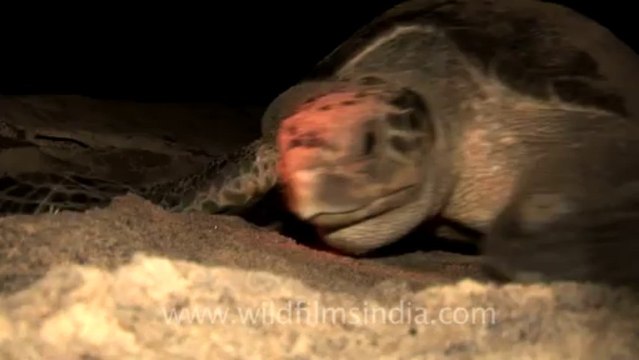 Olive Ridley Turtle-511-5