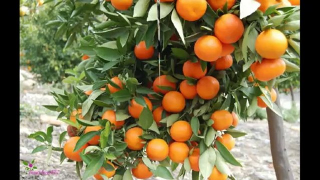 DOLCE & GABBANA Homme Light Blue Άρωμα EDT Σπρέυ