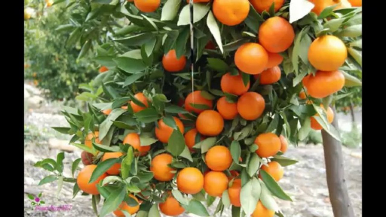 DOLCE & GABBANA Homme Light Blue  Άρωμα EDT Σπρέυ