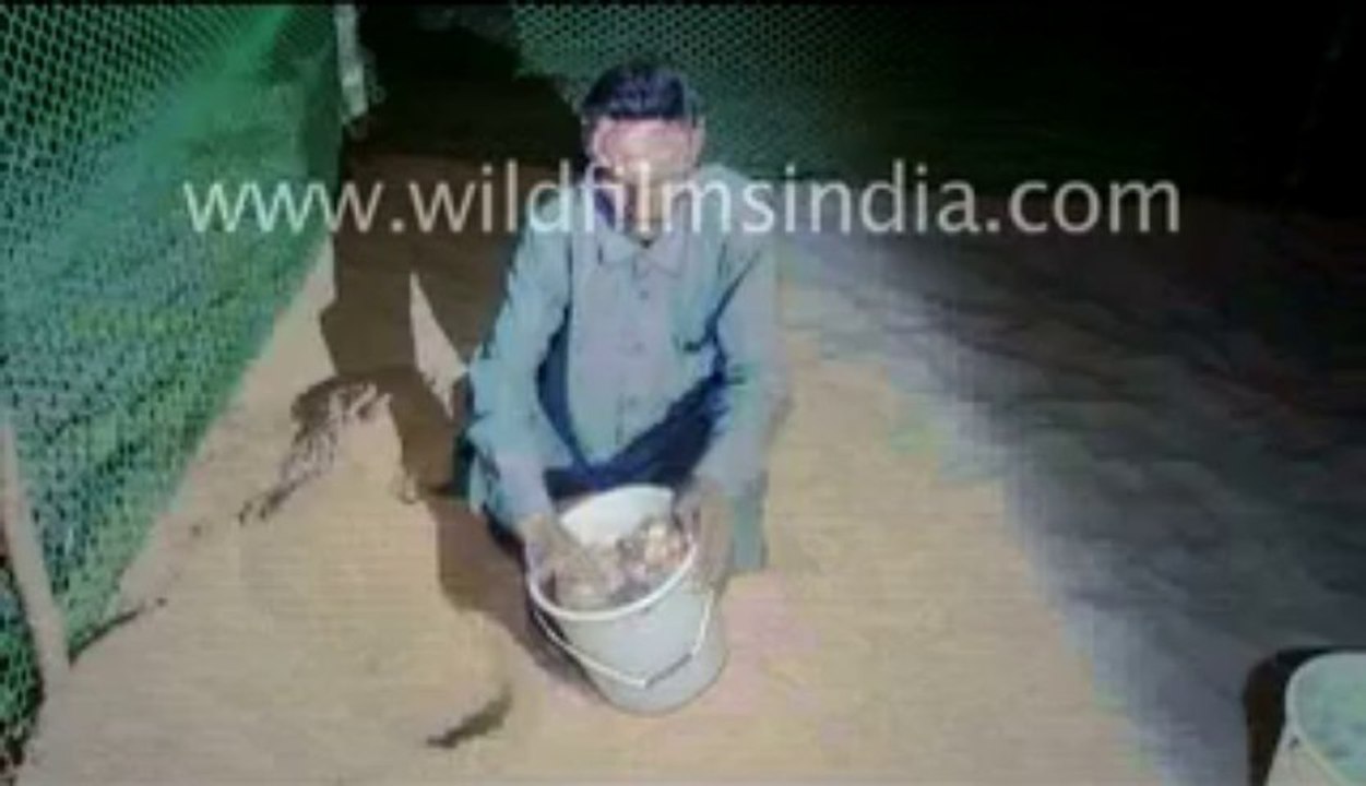 Olive ridley turtle_6-MPEG-4 800Kbps