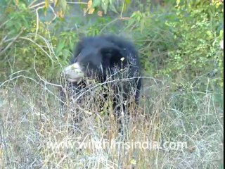 Panna national park-Sloth bear-4