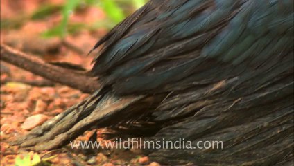 Panna-kingfisher-hdc-5