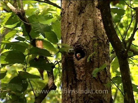 parakeet feeding chicks
