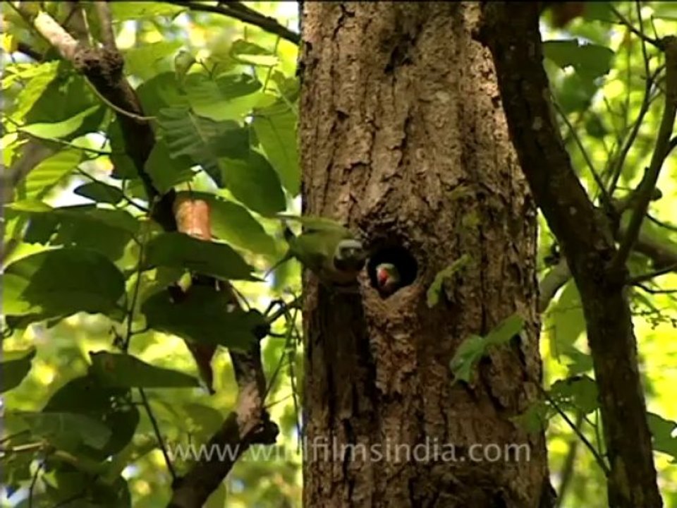 parakeet feeding chicks