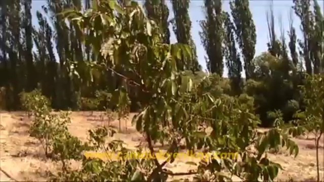 Çamoluk Yeniköy Ceviz Yetiştiriciliği - 1