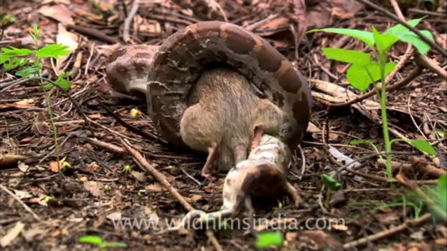 Python eating rat