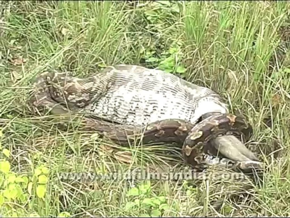 Python eating the langur-2
