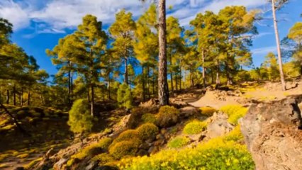 Quà tặng âm nhạc - Tim anh trôi về em