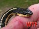 WTF  Man bit by decapitated snake