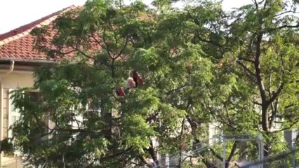 Rouge et Noir : Retour sur Nice / SRFC