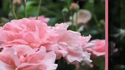 Sinema Hakkında Her Şey, 26 Nisan Cuma 16.50'de TRT Okul'da