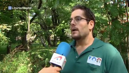 La osa panda gigante del Zoo de Madrid podría ser madre por segunda vez