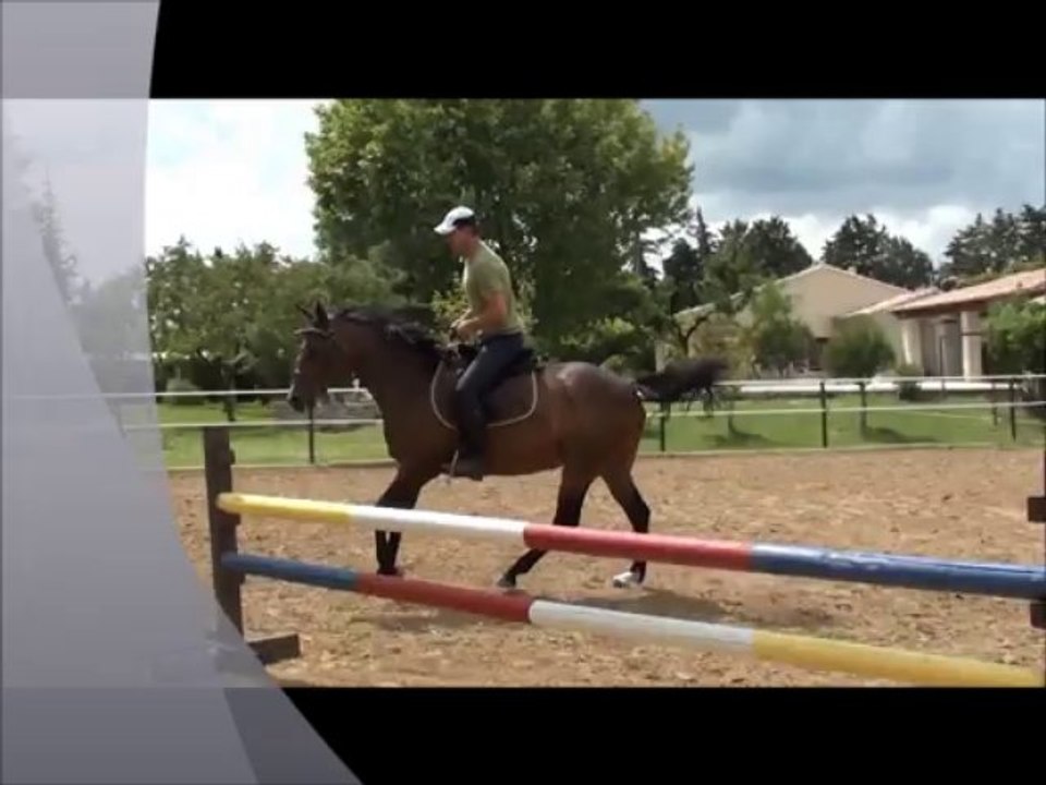 NYATAPOLA Anglo Arabe par David de la Brunie