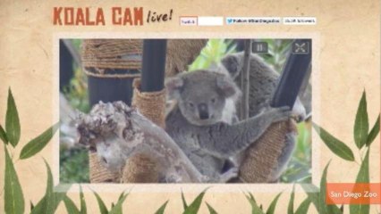 Best and Cutest Live Animal Cams On the Web